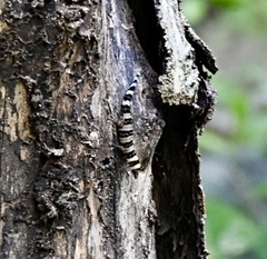 Sphaerodactylus nigropunctatus ocujal