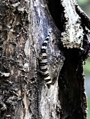 Sphaerodactylus nigropunctatus ocujal