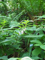 Chelonopsis moschata