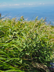 Artemisia monophylla