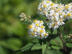 Aster glehnii
