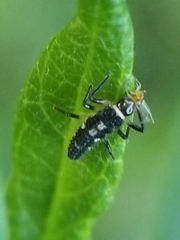 Propylea quatuordecimpunctata