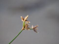 Fimbristylis sericea