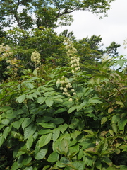 Aralia cordata