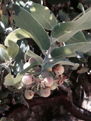 Arctostaphylos hooveri