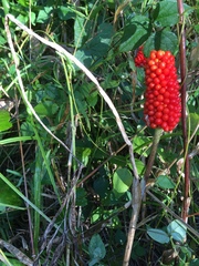 Arisaema dracontium