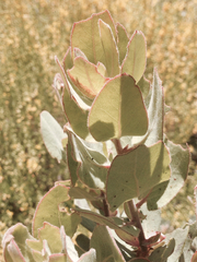 Arctostaphylos hooveri