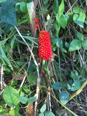 Arisaema dracontium