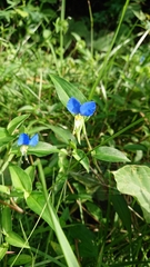Commelina communis