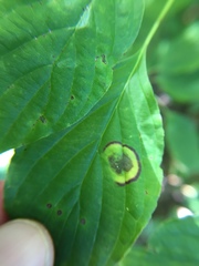 Parallelodiplosis subtruncata