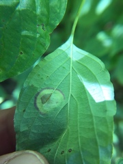 Parallelodiplosis subtruncata