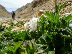 Eriocapitella rupicola