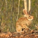 Mexican Cottontail - Photo (c) rancholaspalomas, some rights reserved (CC BY-NC), uploaded by rancholaspalomas