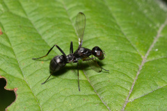 Myrmecothea myrmecoides