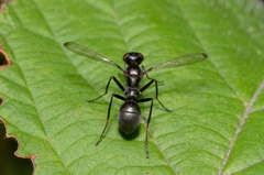 Myrmecothea myrmecoides