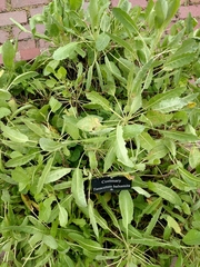 Tanacetum balsamita