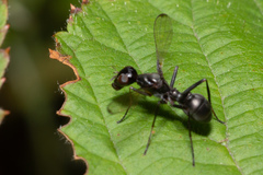 Myrmecothea myrmecoides