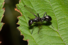 Myrmecothea myrmecoides
