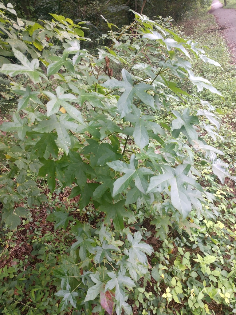 sweetgum family