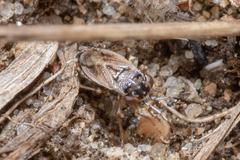 Geocoris bullatus