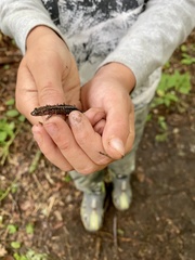 Plethodontinae