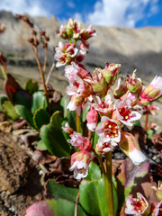 Bergenia stracheyi