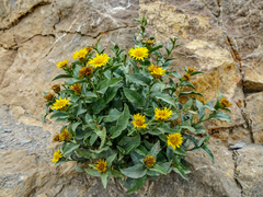 Inula obtusifolia