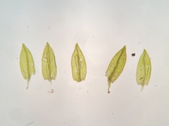 Platylomella lescurii