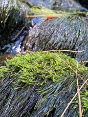 Platylomella lescurii