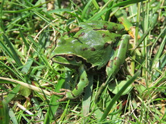 Hyla plicata