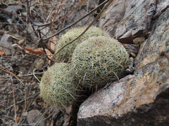 Coryphantha recurvata recurvata