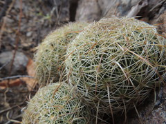 Coryphantha recurvata recurvata