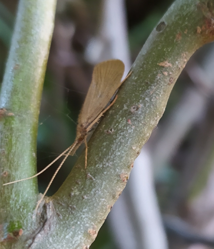 Calamoceras