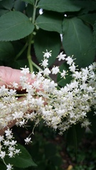 Sambucus nigra