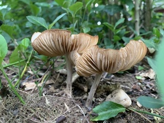 Fungi