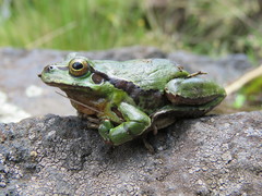 Hyla plicata