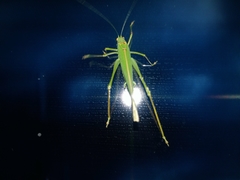 Phaneroptera