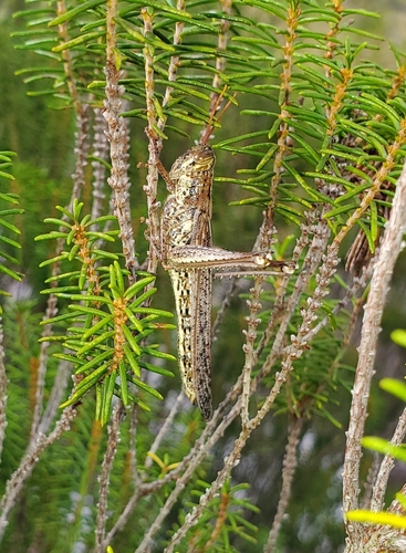 Rosemary Grasshopper photo 5