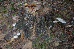 Leucoagaricus americanus image