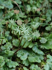 Marchantia polymorpha