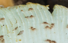 Leucoagaricus americanus image