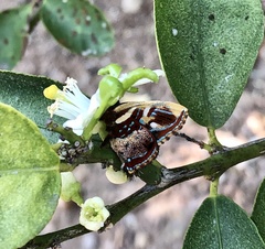 Anteros carausius carausius