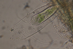 Vaginicolidae