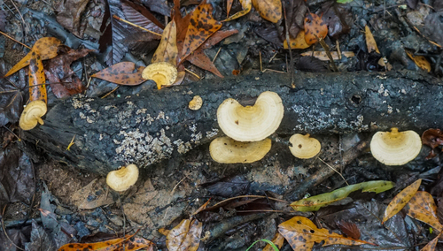 Microporellus obovatus image