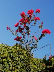 Campylorhynchus brunneicapillus