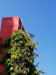 Campylorhynchus brunneicapillus