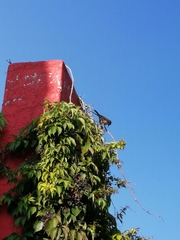 Campylorhynchus brunneicapillus