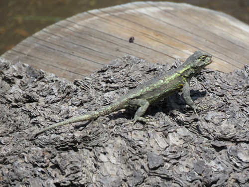 Anahuacan Bunchgrass Lizard