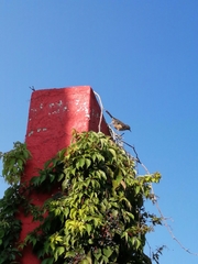 Campylorhynchus brunneicapillus