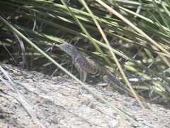 Cophosaurus texanus scitulus